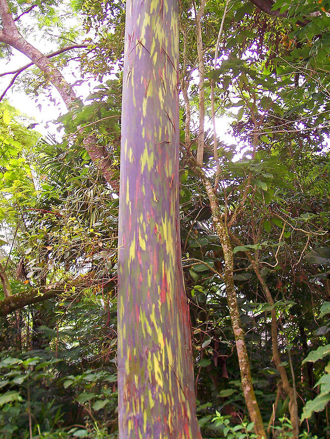 Rainbow Eucalyptus The unique multi-hued bark is the most distinctive feature of the tree. Patches of outer bark are shed annually at different times, showing a bright green inner bark. This then darkens and matures to give blue, purple, orange and then maroon tones. Eucalyptus,Eucalyptus deglupta,Geotagged,Rainbow Eucalyptus,Rainbow eucalyptus,Spring,United States,Waipio Valley,hawaii,tree