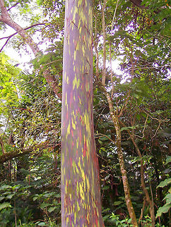 Rainbow Eucalyptus The unique multi-hued bark is the most distinctive feature of the tree. Patches of outer bark are shed annually at different times, showing a bright green inner bark. This then darkens and matures to give blue, purple, orange and then maroon tones. Eucalyptus,Eucalyptus deglupta,Geotagged,Rainbow Eucalyptus,Rainbow eucalyptus,Spring,United States,Waipio Valley,hawaii,tree