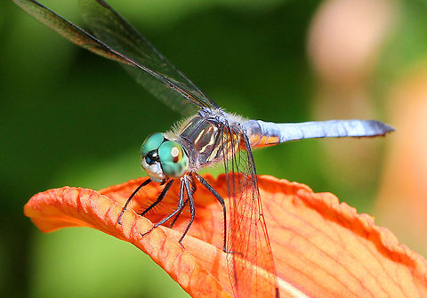 Blue Dasher Dragonfly with a blue abdomen that has a black tip, black stripes on sides of the thorax, and a white face.
It was resting in the early morning on a tiger lily. Dragonflies are cold-blooded and they raise their body temperature by basking in the sun.

Nearly all of a dragonfly’s head is eye, so they obviously have incredible vision! They have two compound eyes, and each eye is made of thousands of ommatidia. Together, the ommatidia produce a mosaic of “pictures”. Scientists don't know exactly how dragonflies process this incredible mosaic of images, but think it would be like a human having 10,000 to 30,000 photoreceptors spread out across their retina- only better! The ommatidia also contain light sensitive proteins called opsins, which allow them to see colors that are beyond human visual capabilities, such as ultraviolet light. The only part of their vision that isn't remarkable is the very back part of the eye, which has low resolution. 
 Blue Dasher,Blue dasher,Geotagged,Pachydiplax longipennis,Summer,United States,dragonfly