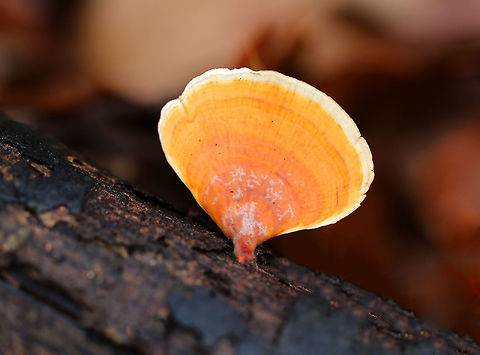 False Turkey Tail Vibrant, orange zoned fruiting body that was 3-4 cm wide. Somewhat irregularly fan-shaped. The underside was smooth and cream/tan colored, lacking pores.

Stereum ostrea is called the "False Turkey Tail" because it looks like "True Turkey Tail", Trametes versicolor. The major difference between the two is found underneath the cap: Stereum ostrea doesn't have pores, while Trametes versicolor has pores.  False Turkey Tail,False turkey-tail,Geotagged,Stereum ostrea,United States,Winter,fungi,fungus,mushroom