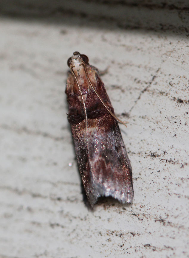 Belted Leaf Roller Moth Approximately 1.5cm long. It had 2 raised areas on its wings. Belted Leaf Roller Moth,Geotagged,Sciota,Sciota vetustella,Summer,United States,moth,moth week 2018