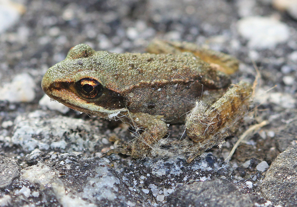 Wood Frog Adult wood frogs are brown or tan and have a dark eye mask. Individual frogs are capable of varying their color. This from was approximately 2.5cm long. Geotagged,Lithobates sylvaticus,Summer,United States,Wood Frog,frog,wood frog