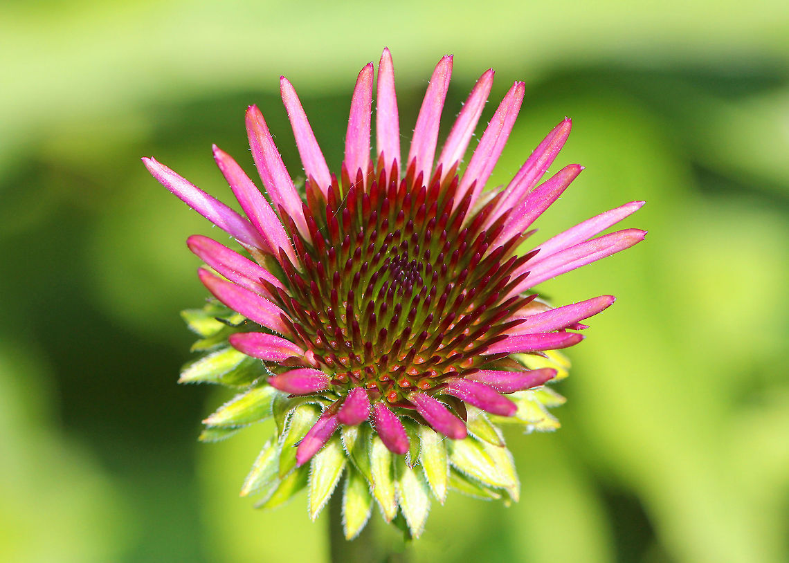 Coneflower - Echinacea purpurea Purple showy heads of composite flowers on the ends of long stems.  <br />
<br />
Experimental studies show that extracts of echinacea have significant immune system stimulating activity.  It may reduce the duration and severity of cold and flu symptoms.  It works by enhancing the particle digestion capacity of white blood cells, which then increases their ability to attack foreign particles, such as cold and flu viruses.<br />
<figure class="photo"><a href="https://www.jungledragon.com/image/71937/coneflower_-_echinacea_purpurea.html" title="Coneflower - Echinacea purpurea"><img src="https://s3.amazonaws.com/media.jungledragon.com/images/3232/71937_thumb.jpg?AWSAccessKeyId=05GMT0V3GWVNE7GGM1R2&Expires=1767225610&Signature=KxcoVz3j4EYedtkMjl7I7y8bHuY%3D" width="200" height="164" alt="Coneflower - Echinacea purpurea Purple showy heads of composite flowers on the ends of long stems. <br />
<br />
Experimental studies show that extracts of echinacea have significant immune system stimulating activity. It may reduce the duration and severity of cold and flu symptoms. It works by enhancing the particle digestion capacity of white blood cells, which then increases their ability to attack foreign particles, such as cold and flu viruses.<br />
https://www.jungledragon.com/image/58039/coneflower.html<br />
https://www.jungledragon.com/image/71936/echinacea_purpurea.html Echinacea purpurea,Geotagged,Summer,United States" /></a></figure><br />
<figure class="photo"><a href="https://www.jungledragon.com/image/71936/coneflower_-_echinacea_purpurea.html" title="Coneflower - Echinacea purpurea"><img src="https://s3.amazonaws.com/media.jungledragon.com/images/3232/71936_thumb.jpg?AWSAccessKeyId=05GMT0V3GWVNE7GGM1R2&Expires=1767225610&Signature=v72l1%2Bo1S%2F%2BrbLnXjIjiR16athw%3D" width="200" height="148" alt="Coneflower - Echinacea purpurea Purple showy heads of composite flowers on the ends of long stems. <br />
<br />
Experimental studies show that extracts of echinacea have significant immune system stimulating activity. It may reduce the duration and severity of cold and flu symptoms. It works by enhancing the particle digestion capacity of white blood cells, which then increases their ability to attack foreign particles, such as cold and flu viruses.<br />
https://www.jungledragon.com/image/71937/coneflower_-_echinacea_purpurea.html<br />
https://www.jungledragon.com/image/58039/coneflower.html Echinacea,Echinacea purpurea,Geotagged,Summer,United States,coneflower" /></a></figure> Coneflower,Echinacea,Echinacea purpurea,Geotagged,Summer,United States,flower,purple coneflower,wildflower