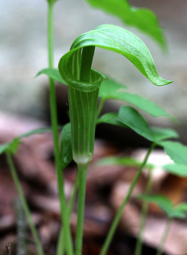Jack in the Pulpit This plant has one to two large, glossy leaves divided into three leaflets. The flower occurs on a separate stalk at the same height as the leaves. It is a large, cylindrical, hooded flower that is green with brown stripes (spathe- &quot;the pulpit&quot;) with a club-shaped spadix (&quot;Jack&quot;). Color variations do exist for this plant.<br />
<br />
This plant has a strong, unpleasant taste, which causes a burning reaction if eaten raw. However, Native Americans gathered the corms for food. Arisaema,Arisaema triphyllum,Geotagged,Jack in the Pulpit,Spring,United States,jack-in-the-pulpit