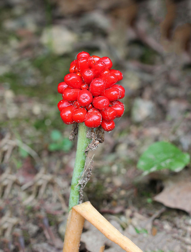 Jack in the Pulpit Fruit The fruits ripen in late summer and fall, turning bright red before the plants go dormant for winter. Each berry produces 1-5 seeds If the seeds are freed from the berry, they will germinate the next spring. Arisaema triphyllum,Geotagged,Jack-in-the-Pulpit Fruit,Summer,United States,bog onion,indian turnip,jack in the pulpit,jack-in-the-pulpit
