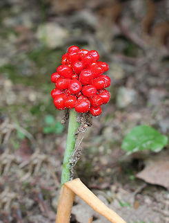 Jack in the Pulpit Fruit The fruits ripen in late summer and fall, turning bright red before the plants go dormant for winter. Each berry produces 1-5 seeds If the seeds are freed from the berry, they will germinate the next spring. Arisaema triphyllum,Geotagged,Jack-in-the-Pulpit Fruit,Summer,United States,bog onion,indian turnip,jack in the pulpit,jack-in-the-pulpit