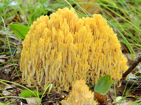 Coral Fungus - Ramaria sp. Yellow, branched coral fungus. Sizes ranged from 5-20cm wide! They were huge! There were at least a dozen growing within 25 feet of each other in a deciduous forest. Coral Fungus,Geotagged,Summer,United States,fungi,fungus,ramaria