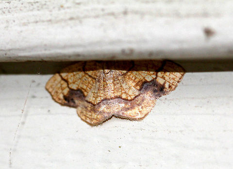 Horned Spanworm Moth Approximately 3cm wide. Yellowish-tan with brown markings. Geotagged,Horned Spanworm,Horned Spanworm Moth. moth,Nematocampa resistaria,Summer,United States