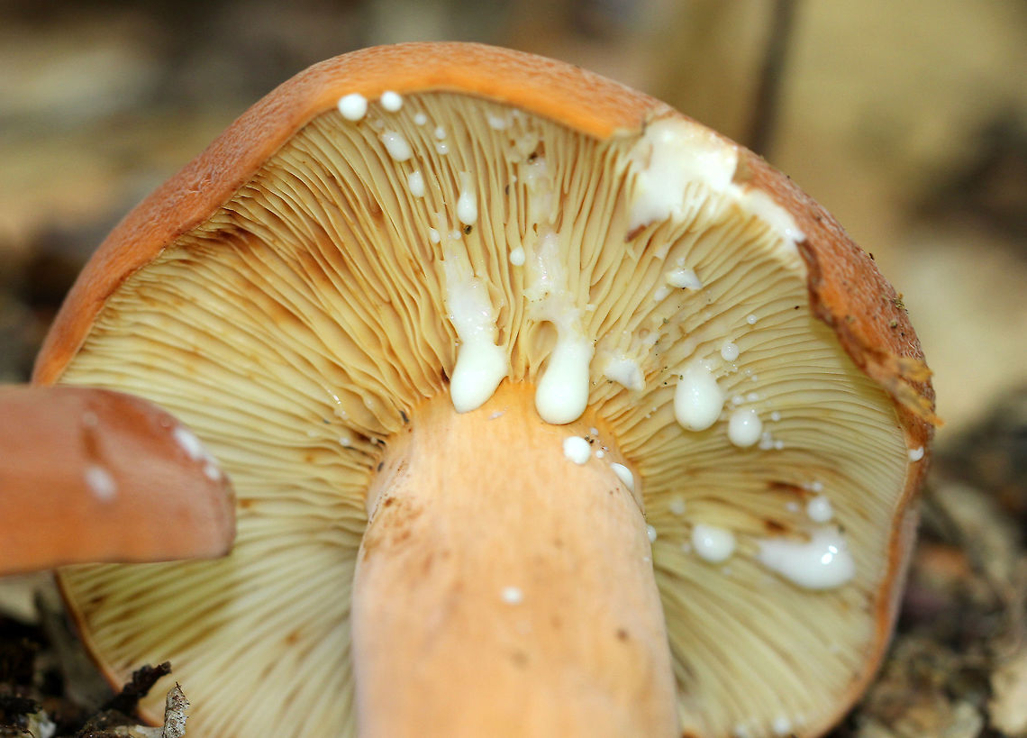 Weeping Milk Cap Caps were orange-brown, had inrolled margins, and slight depressions in the center of each cap. Stipes were similar in color to the caps, but a bit more pale. Gills were cream colored, close, and bruised brownish. The milk was white and copious. Geotagged,Lactifluus volemus,Summer,United States,Weeping Milk Cap,fungus,milk cap,mushroom