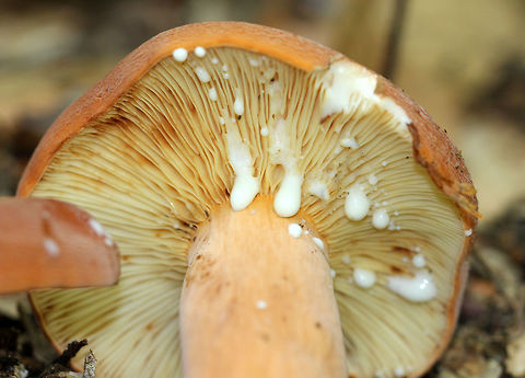 Weeping Milk Cap Caps were orange-brown, had inrolled margins, and slight depressions in the center of each cap. Stipes were similar in color to the caps, but a bit more pale. Gills were cream colored, close, and bruised brownish. The milk was white and copious. Geotagged,Lactifluus volemus,Summer,United States,Weeping Milk Cap,fungus,milk cap,mushroom