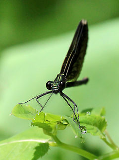 Ebony Jewelwing Damselfly (Female) Females are brownish and have white spots near the tips of their wings. In contrast, males have metallic blue-green bodies and black wings. Calopteryx maculata,Damselfly,Ebony Jewelwing,Ebony Jewelwing Damselfly (Female),Geotagged,Summer,United States