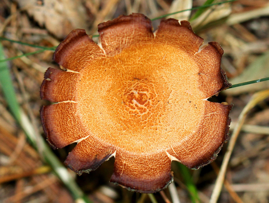 Laccaria Mushroom -  Laccaria sp. Beautiful orange and brown mushroom with different zones of color on the cap. It had white gills and a brown stem. Approximately 5cm tall. Geotagged,Laccaria Mushroom,Summer,United States,fungus,laccaria,mushroom