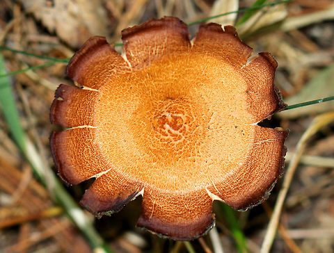 Laccaria Mushroom -  Laccaria sp. Beautiful orange and brown mushroom with different zones of color on the cap. It had white gills and a brown stem. Approximately 5cm tall. Geotagged,Laccaria Mushroom,Summer,United States,fungus,laccaria,mushroom