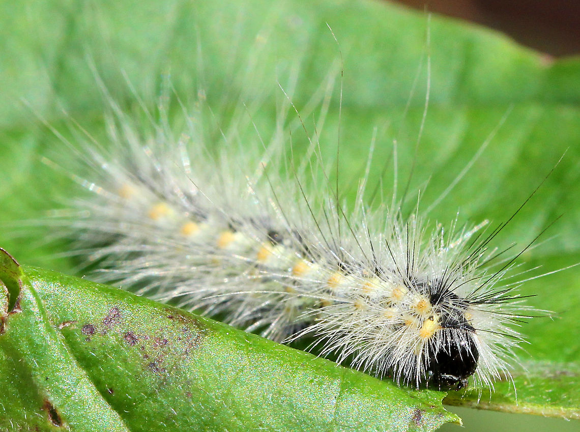 Fall Webworm Caterpillar Fifth instar caterpillar with a black head, yellowish sides, and a dark dorsal stripe. Its body was covered with long, white setae arising from tubercles located along the sides.<br />
<br />
This species occurs throughout North America, although there are distinct physical differences between the northern and southern populations. Furthermore, the number of generations per year depends on latitude. The southern populations are multivoltine and may complete four generations per year, while northern populations are univoltine, completing only one life cycle per year. Fall,Fall Webworm,Fall Webworm Caterpillar,Fall webworm,Geotagged,Hyphantria cunea,United States,caterpillar