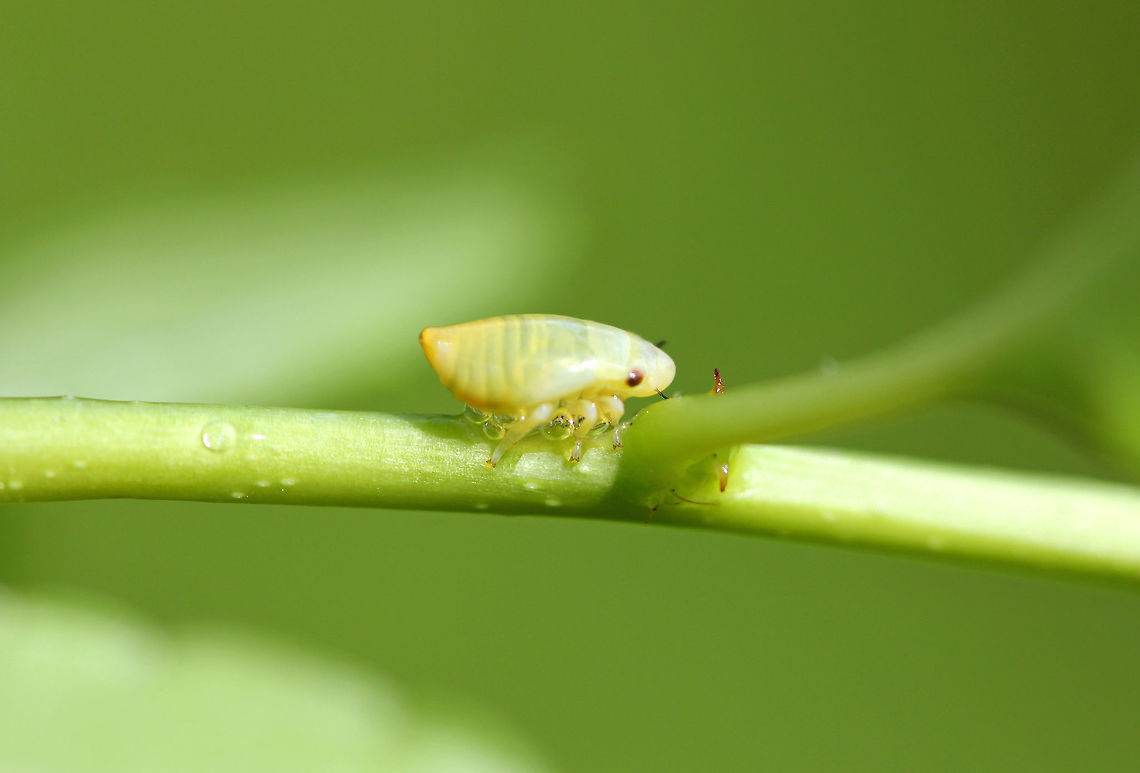 Meadow Spittlebug Small, green spittlebug nymph. After hatching, nymphs cover themselves in a frothy &quot;spit&quot; made of tiny bubbles. The bubbles protect them from drying out and makes it difficult for predators to find them. Adult spittlebugs are called froghoppers. Geotagged,Meadow Spittlebug,Meadow froghopper,Philaenus spumarius,Spittlebug,Summer,United States,froghopper nymph,nymph