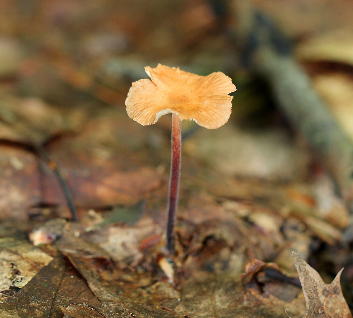 Gymnopus Mushroom - Gymnopus sp. Fragile, orange cap with a reddish stipe that was slightly fuzzy. Gills were cream-colored.  Geotagged,Gymnopus,Gymnopus Mushroom,Mushroom,Summer,United States,fungus