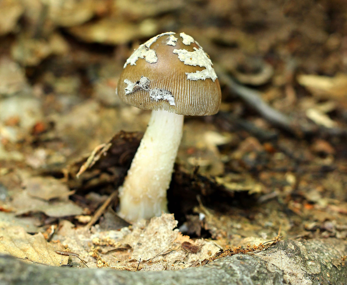 Amanita Stirps Sororcula Brown, bell-shaped cap, which will become flat with age. The cap has white, scattered patches of volva. White stem, flesh, and gills.<br />
<br />
The taxonomy for this mushroom is complicated and mostly unknown. It may be a new species or it could also be either A. rhacopus and A. texasorora.  Right now, it's classified as Amanita stirps Sororcula, which means means it's part of the Sorocula group that is limited to eastern North America and not including taxa where the caps are predominantly gray. Amanita stirps Sororcula,Amanita texasorora,Geotagged,Summer,United States,amanita,amanita rhacopus-texasorora group,amanita sororcula,fungus,mushroom,rhacopus-texasorora group,stirps Sorocula