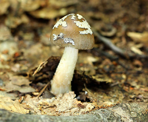 Amanita Stirps Sororcula Brown, bell-shaped cap, which will become flat with age. The cap has white, scattered patches of volva. White stem, flesh, and gills.

The taxonomy for this mushroom is complicated and mostly unknown. It may be a new species or it could also be either A. rhacopus and A. texasorora.  Right now, it's classified as Amanita stirps Sororcula, which means means it's part of the Sorocula group that is limited to eastern North America and not including taxa where the caps are predominantly gray. Amanita stirps Sororcula,Amanita texasorora,Geotagged,Summer,United States,amanita,amanita rhacopus-texasorora group,amanita sororcula,fungus,mushroom,rhacopus-texasorora group,stirps Sorocula