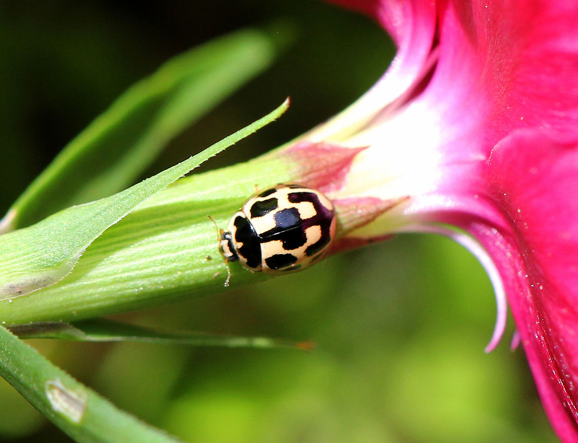 14-spotted Ladybird Light yellow/tan elytra with black rectangular spots. Elytra have 14 spots, some of which may be fused near the midline. 14-spotted Ladybird,Fourteen-spot Ladybird,Geotagged,Propylea quatuordecimpunctata,Summer,United States,beetle,ladybird,ladybird beetle,ladybug