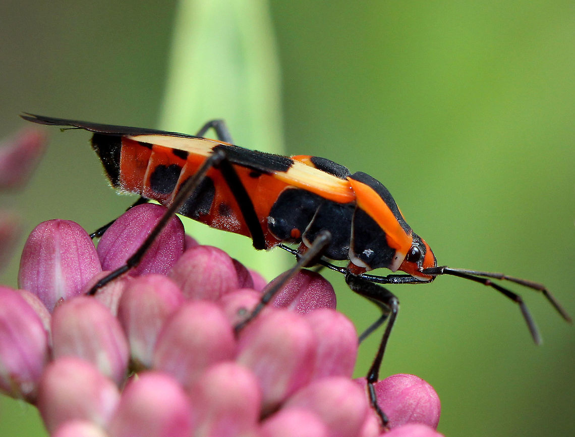 Large Milkweed Bug - Oncopeltus fasciatus Orange and black bug that has orange forward-pointing triangles anteriorly and orange backward-pointing triangles posteriorly, separated by a black band in the middle.<br />
<br />
These bugs accumulate toxins from milkweed, which can sicken any predators foolish enough to ignore the aposematic colors that warn of their toxicity. Geotagged,Large Milkweed Bug,Large milkweed bug,Oncopeltus fasciatus,Summer,United States,bug,milkweed bug