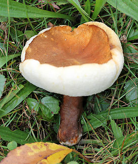 Chestnut Bolete Large mushroom with a chestnut brown cap and stem. The pores were white and did not bruise. Cap size was about 10cm diameter.

This mushroom is edible and is highly regarded for its nutty flavor when young. Although, it has been reported that a poisonous strain may exist, so extreme caution is recommended when tasting this mushroom. Chestnut Bolete,Fall,Geotagged,Gyroporus castaneus,United States,bolete,fungus,mushroom