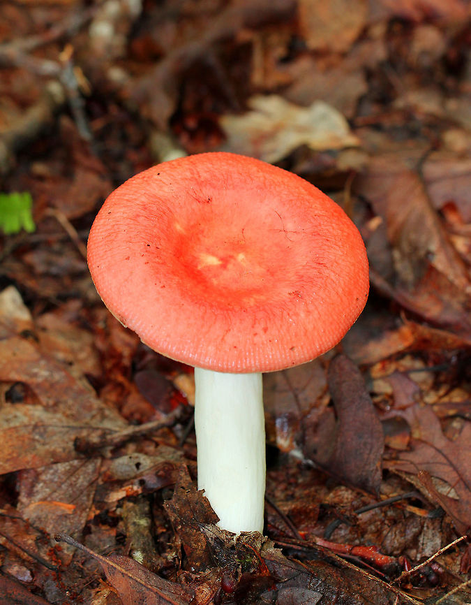 Russula Mushroom - Russula sp. Vibrant, reddish pink cap that was moderately indented and had a striate margin. White stipe and gills with short gills present. Geotagged,Russula Mushroom,Summer,United States,fungus,mushroom,russula