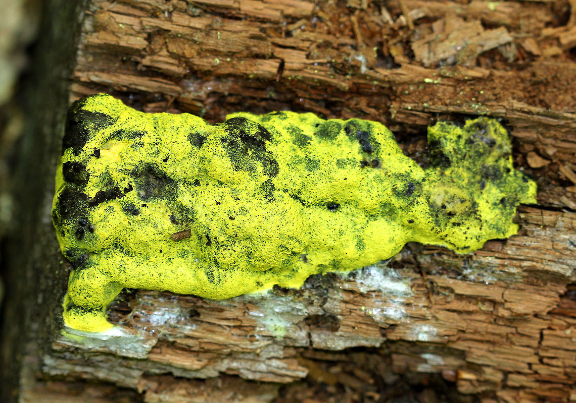 Dog Vomit Slime Mold Plasmodial slime mold, very bright greenish-yellow in color.  When it gets this greenish color, I refer to it as the "sinus infection slime mold". Dog Vomit Slime Mold,Dog vomit slime mold,Fuligo septica,Geotagged,Spring,United States,egg slime,fuligo,slime mold