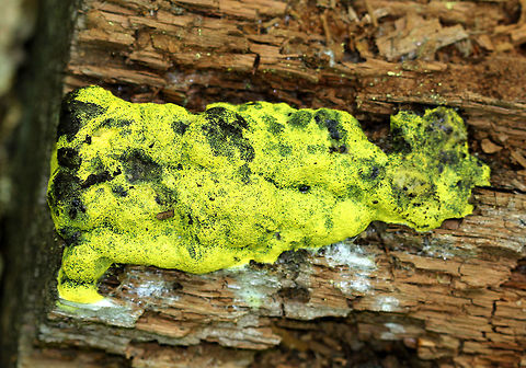 Dog Vomit Slime Mold Plasmodial slime mold, very bright greenish-yellow in color.  When it gets this greenish color, I refer to it as the "sinus infection slime mold". Dog Vomit Slime Mold,Dog vomit slime mold,Fuligo septica,Geotagged,Spring,United States,egg slime,fuligo,slime mold