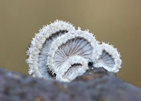 Split Gills Fruiting bodies were 1-3 cm wide with a hairy, white upper surface and gill-like folds on the under surface.

Although it is considered inedible in the United States and Europe, this species is widely consumed in other parts of the world. Also, it may have immunomodulatory, antifungal, and antiviral properties. Fall,Geotagged,Schizophyllum commune,Split Gills,United States,fungi,fungus,mushrooms
