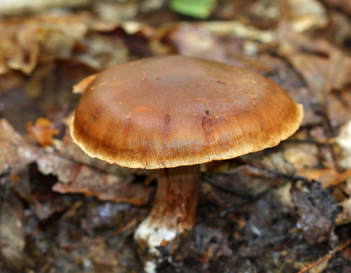 Cortinar Mushroom - Cortinarius subgenus Telamonia Tough, brown mushroom with a smooth reddish brown cap that had a light tan color around the edge of the cap. Cinnamon brown gills and a brown stem. Mushroom was approximately 9cm tall.  Cortinar Mushroom,Cortinarius subgenus Telamonia,Geotagged,Summer,Telamonia,United States,cortinar,cortinarius,fungus,mushroom,subgenus Telamonia