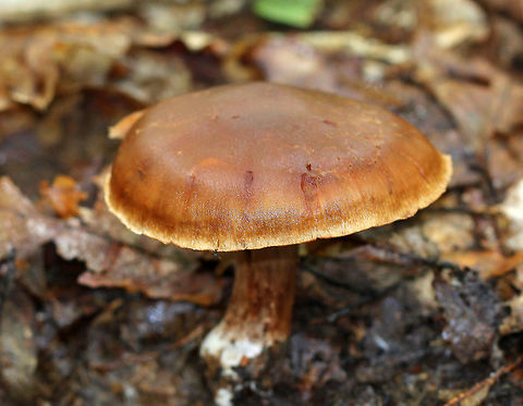 Cortinar Mushroom - Cortinarius subgenus Telamonia Tough, brown mushroom with a smooth reddish brown cap that had a light tan color around the edge of the cap. Cinnamon brown gills and a brown stem. Mushroom was approximately 9cm tall.  Cortinar Mushroom,Cortinarius subgenus Telamonia,Geotagged,Summer,Telamonia,United States,cortinar,cortinarius,fungus,mushroom,subgenus Telamonia