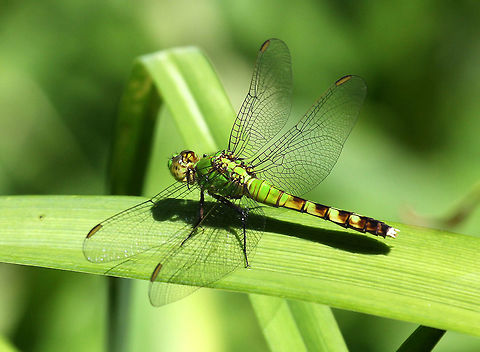 Eastern Pondhawk Females are bright green with a banded abdomen.  Eastern Pondhawk,Erythemis,Erythemis simplicicollis,Geotagged,Summer,United States,dragonfly