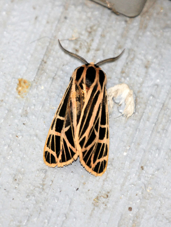 Parthenice Tiger Moth The forewings and the thorax are black with white veining and margins. The hindwings and abdomen are orange-pink with black patches. Spotted resting on the wall of a parking garage. Geotagged,Grammia parthenice,Moth Week 2018,Parthenice Tiger Moth,Parthenice tiger moth,Summer,United States,moth,tiger moth
