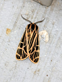 Parthenice Tiger Moth The forewings and the thorax are black with white veining and margins. The hindwings and abdomen are orange-pink with black patches. Spotted resting on the wall of a parking garage. Geotagged,Grammia parthenice,Moth Week 2018,Parthenice Tiger Moth,Parthenice tiger moth,Summer,United States,moth,tiger moth