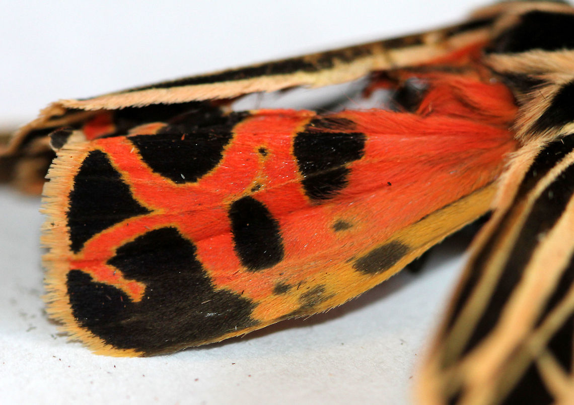 Parthenice Tiger Moth - Hindwing The forewings and the thorax are black with white veining and margins. The hindwings and abdomen are orange-pink with black patches. Spotted resting on the wall of a parking garage.  Geotagged,Grammia parthenice,Parthenice Tiger Moth,Parthenice tiger moth,Summer,United States,moth,tiger moth