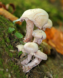 Purple-gilled Laccaria Smooth, convex caps that were tan/buff in color. Gills were slightly decurrent, nearly distant, and were thick, waxy, and dark purple. Stipes were slightly swollen near the base and had lilac basal mycelium. Some of the stipes had reddish brown discoloration. Fall,Geotagged,Laccaria,Laccaria ochropurpurea,Purple-gilled Laccaria,United States,fungi,fungus,mushroom,mushrooms