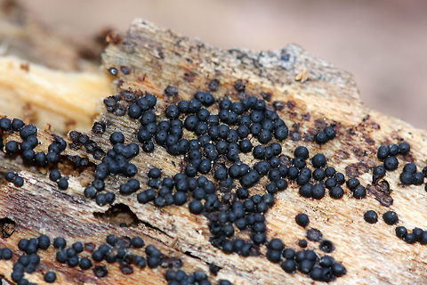 Rosellinia Subiculata Tiny fruiting bodies that turn black with age. Each one had a small raised dot. They were growing in dense clusters on decorticated wood.  Fall,Geotagged,Rosellinia,Rosellinia Subiculata,Rosellinia subiculata,United States,fungi,fungus
