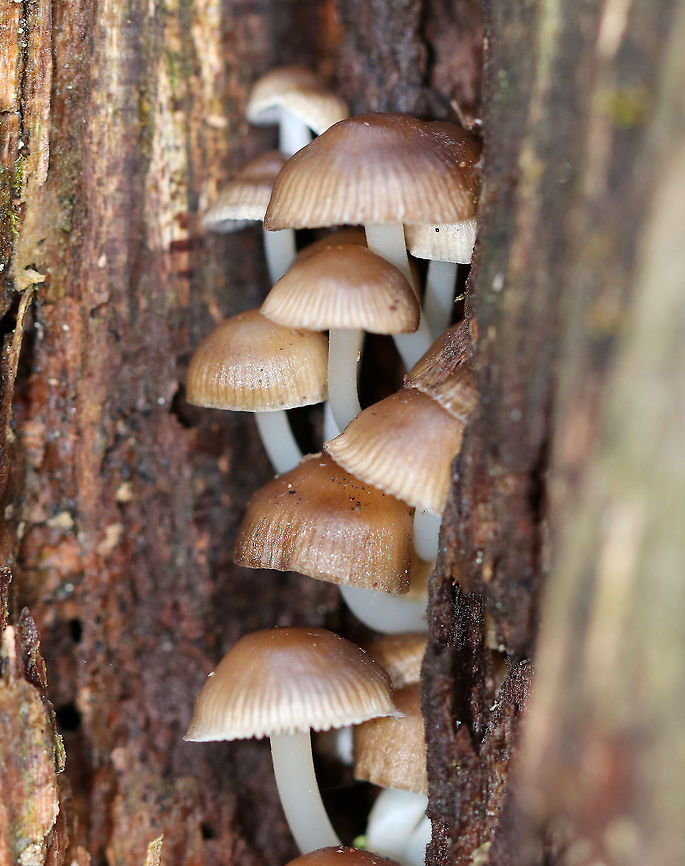 Mycena Aprilis Smallish mushrooms with grayish brown caps that had striate margins. Gills were white/tannish with short gills present. Stipes were white. They were growing inside a hollowed out, rotten snag in a swampy forest with lots of conifers and oak. Geotagged,Mycena Aprilis,United States,Winter,fungi,fungus,mushroom,mushrooms,mycena