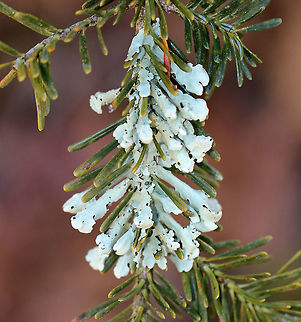 Lichen -  Parmotrema sp. The lichen was growing perfectly on the needles and curled around the edges. The underside was black.  Geotagged,Parmotrema,United States,Winter,conifer,fungus,lichen