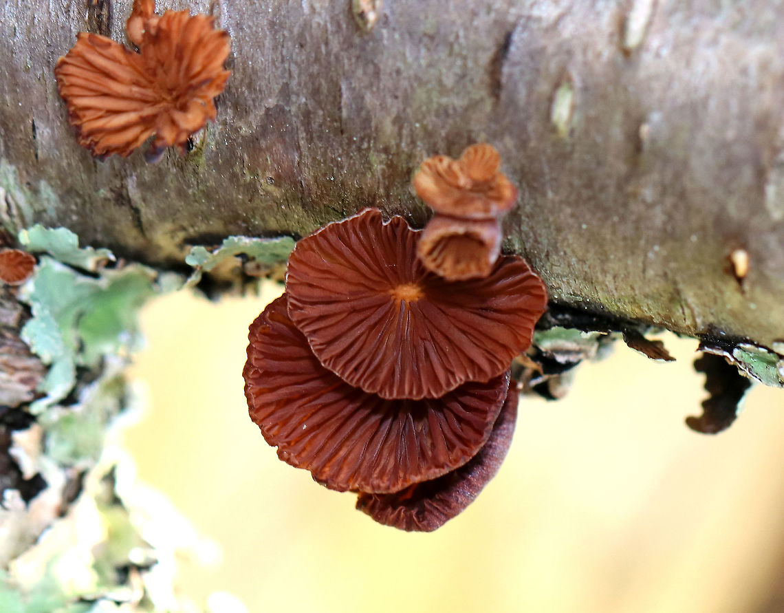 Winter Oysterling Small reddish brown mushrooms with off-centered, stubby stipes. Gills were widely spaced with short gills present. They were growing on a lichen-covered stick in a mixed forest. Geotagged,Oysterling,Scytinotus ringens,United States,Winter,Winter Oysterling,fungi,fungus,mushroom,mushrooms