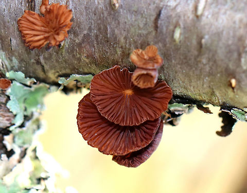 Winter Oysterling Small reddish brown mushrooms with off-centered, stubby stipes. Gills were widely spaced with short gills present. They were growing on a lichen-covered stick in a mixed forest. Geotagged,Oysterling,Scytinotus ringens,United States,Winter,Winter Oysterling,fungi,fungus,mushroom,mushrooms