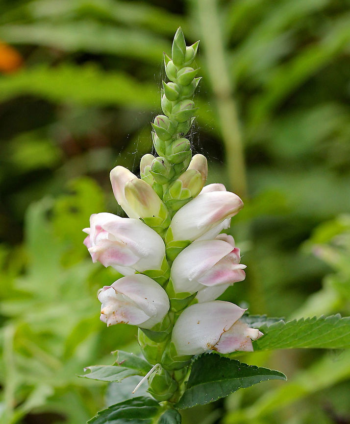 White Turtlehead Smooth plant with white, tubular, two-lipped flowers that resemble turtle heads. The flowers are arranged in tight, terminal clusters.<br />
<br />
This plant contains a bitter resin with glycosides. There are numerous insect species that feed on the plant, and they accumulate the plant&#039;s bitter compounds, which deters predation. Chelone glabra,Geotagged,Summer,United States,White Turtlehead,White turtlehead,flower,wildflower