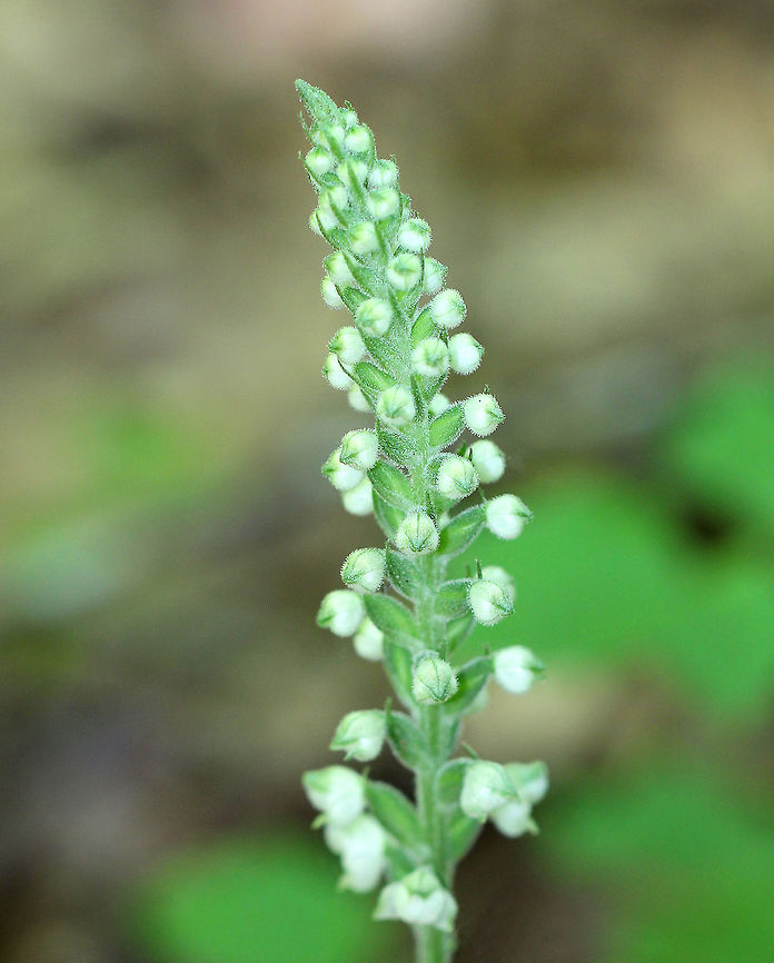 Downy Rattlesnake Plantain An evergreen orchid with horizontal rhizomes that grow low to the ground. The roots have a mycorrhizal relationship with fungi, which helps the plant acquire moisture and &shy;nutrients, while the plant provides the products of its photosynthesis to the fungus. The green, variegated leaves are quite striking and resemble the skin of a snake, hence the common name. Leaves are present year-round and grow as a basal rosette. The inflorescence stems are densely downy. The flower stalks produce numerous small, white flowers in a terminal spike. The entire plant was approximately 2 feet tall. Downy Rattlesnake Plantain,Downy rattlesnake plantain,Geotagged,Goodyera,Goodyera pubescens,Summer,United States,orchid