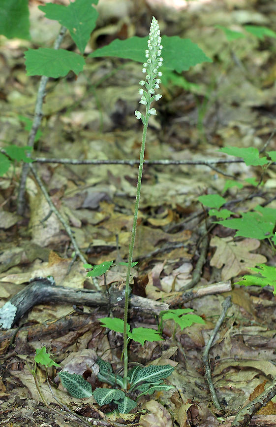 Downy Rattlesnake Plantain An evergreen orchid with horizontal rhizomes that grow low to the ground. The roots have a mycorrhizal relationship with fungi, which helps the plant acquire moisture and &shy;nutrients, while the plant provides the products of its photosynthesis to the fungus. The green, variegated leaves are quite striking and resemble the skin of a snake, hence the common name. Leaves are present year-round and grow as a basal rosette. The inflorescence stems are densely downy. The flower stalks produce numerous small, white flowers in a terminal spike. The entire plant was approximately 2 feet tall. Downy Rattlesnake Plantain,Downy rattlesnake plantain,Geotagged,Goodyera,Goodyera pubescens,Summer,United States,orchid