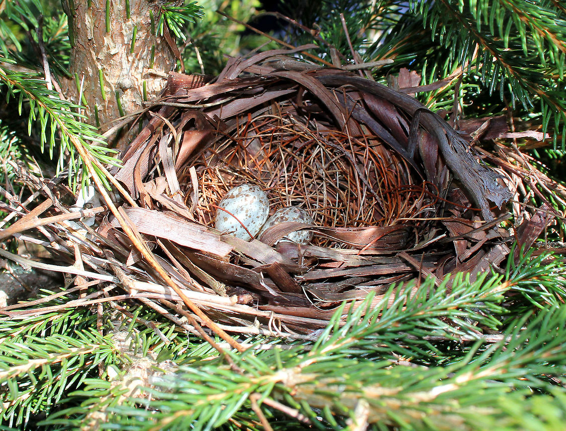 Northern Cardinal Nest and Eggs Cardinal nests usually take 3-9 days to build, with the female doing most of the building. The eggs are white with a tint of brown and are marked with brown blotches, which are thicker near the larger end of the egg. Usually, three or four eggs are laid in each clutch, but this nest held two.<br />
<br />
I spotted this nest in a spruce tree on the side of a hiking trail. The female flew out of the nest when we walked by, startling us as much as we startled her. The nest was approximately 10cm wide and there were 2 eggs in the nest. Cardinalis cardinalis,Geotagged,Northern Cardinal,Northern Cardinal Nest and Eggs,Spring,United States,bird eggs,bird nest,eggs,nest,northern cardinal
