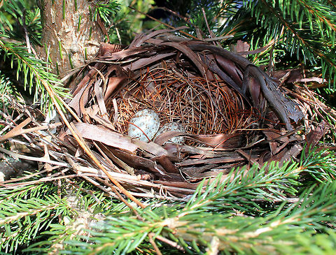 Northern Cardinal Nest and Eggs Cardinal nests usually take 3-9 days to build, with the female doing most of the building. The eggs are white with a tint of brown and are marked with brown blotches, which are thicker near the larger end of the egg. Usually, three or four eggs are laid in each clutch, but this nest held two.

I spotted this nest in a spruce tree on the side of a hiking trail. The female flew out of the nest when we walked by, startling us as much as we startled her. The nest was approximately 10cm wide and there were 2 eggs in the nest. Cardinalis cardinalis,Geotagged,Northern Cardinal,Northern Cardinal Nest and Eggs,Spring,United States,bird eggs,bird nest,eggs,nest,northern cardinal