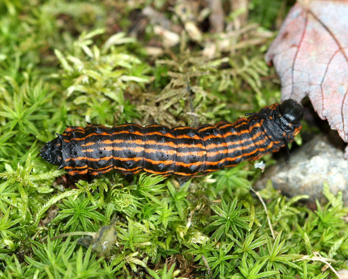 Orangestriped Oakworm Caterpillar Fifth instar caterpillars are black with orange stripes. They have prominent spiny horns on the second segment of the thorax. There are also smaller spikes on the remaining segments. They feed on oak trees during August and September. If caterpillar populations are large enough, they can cause severe defoliation of oak trees. Anisota senatoria,Geotagged,Orangestriped Oakworm,Orangestriped Oakworm Caterpillar,Orangestriped oakworm,Summer,United States,caterpillar