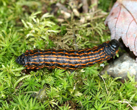 Orangestriped Oakworm Caterpillar Fifth instar caterpillars are black with orange stripes. They have prominent spiny horns on the second segment of the thorax. There are also smaller spikes on the remaining segments. They feed on oak trees during August and September. If caterpillar populations are large enough, they can cause severe defoliation of oak trees. Anisota senatoria,Geotagged,Orangestriped Oakworm,Orangestriped Oakworm Caterpillar,Orangestriped oakworm,Summer,United States,caterpillar