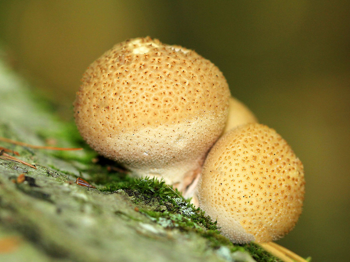 Stump Puffball These fungi are called puffballs because &quot;puffs&quot; of brown spores are released through the aperture when the mature fruiting body bursts. Also, they look like &quot;balls&quot;. Hence the name &quot;puffballs&quot;.  Fall,Geotagged,Lycoperdon pyriforme,Pear-shaped Puffball,Stump Puffball,United States,fungi,fungus,mushroom,mushrooms,puffball