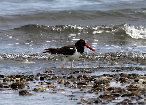 American Oystercatcher A large shorebird with a black head and a large red bill. During the breeding season, American Oystercatchers can be found in coastal habitats including sand or shell beaches, dunes, saltmarsh, and mudflats. American Oystercatcher,Geotagged,Haematopus palliatus,Oystercatcher,Summer,United States,bird,shore bird